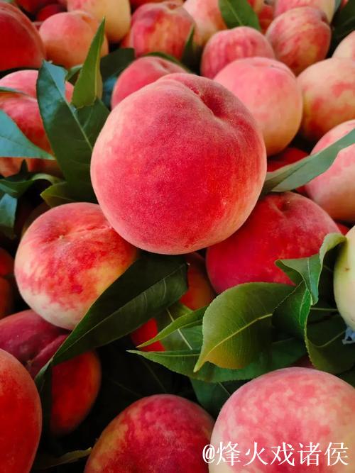 久久99国产精品久久99蜜桃 久久99国产精品久久99蜜桃